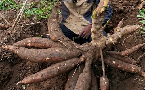 Mechanized Agroecological Farm